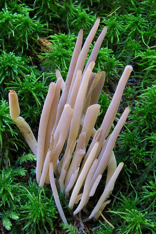 Clavaria purpurea